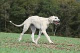 IRISH WOLFHOUND 163